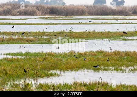 Une variété surprenante d'oiseaux affluent vers les nouvelles inondations Étangs au refuge National de la faune Merced dans le Centre Vallée de la Californie septembre 20 Banque D'Images