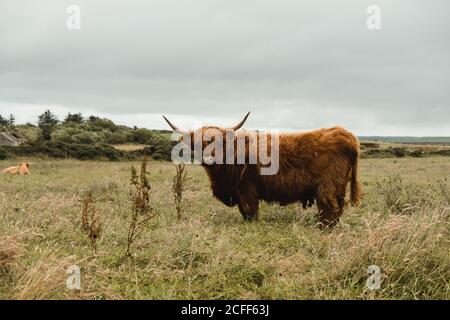 La vache des Highlands pâture dans une prairie verte au pied de la montagne Banque D'Images