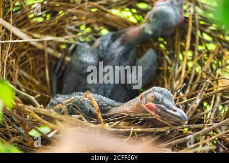 Le Petit Corbeau Est Couche Dans Le Nid Et L Eclosion Attend Leur Mere Pour La