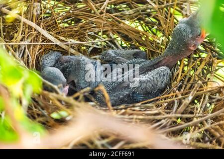 Le Petit Corbeau Est Couche Dans Le Nid Et L Eclosion Attend Leur Mere Pour La