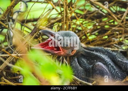 Le Petit Corbeau Est Couche Dans Le Nid Et L Eclosion Attend Leur Mere Pour La