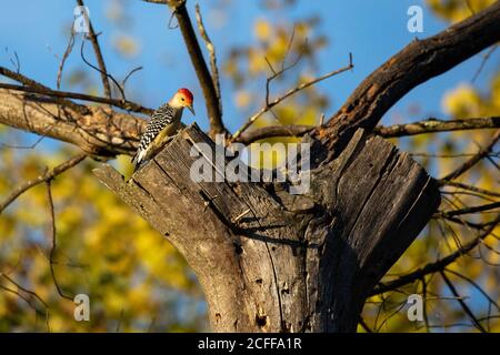 Pic à ventre rouge mâle (Centurus carolinus) mangeant à partir d'un arbre, horizontal Banque D'Images