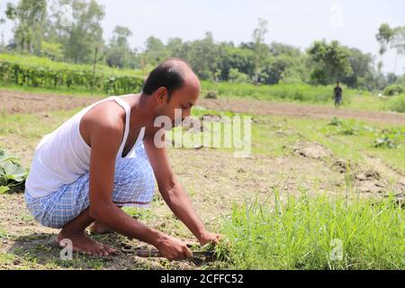 Agriculteur asiatique travaillant, nettoyant les mauvaises herbes, sur un champ de légumes Banque D'Images