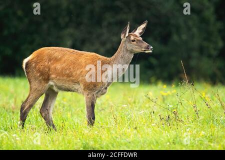 Cerf rouge hind debout sur la prairie dans la nature d'automne. Banque D'Images