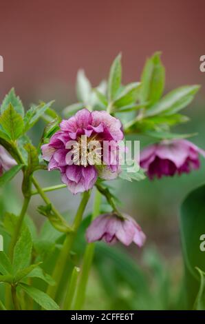 Helleborus double ellen bloom. Hellebore pousse dans le jardin. Hellebore Double Ellen Picotee Banque D'Images