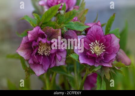 Helleborus double ellen bloom. Hellebore pousse dans le jardin. Hellebore Double Ellen Rose Banque D'Images