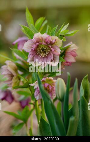 Helleborus Party Dress Bloom. Hellebore pousse dans le jardin Banque D'Images