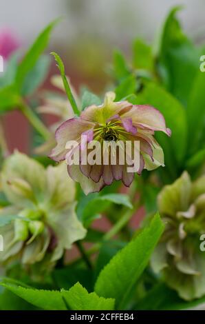 Fleur verte d'hellébore Double Ellen Green. Helleborus double ellen bloom. Banque D'Images