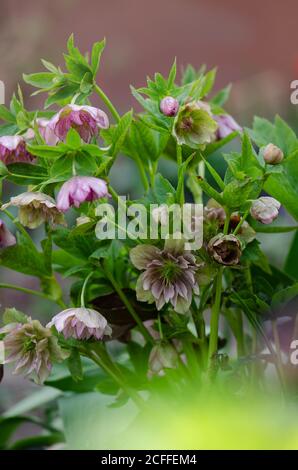 Helleborus Party Dress Bloom. Hellebore pousse dans le jardin Banque D'Images