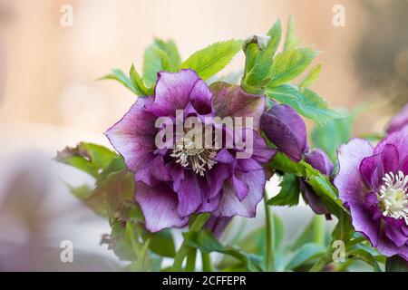 Hellebore pousse dans le jardin. Helleborus Prince Double Rouge. Banque D'Images