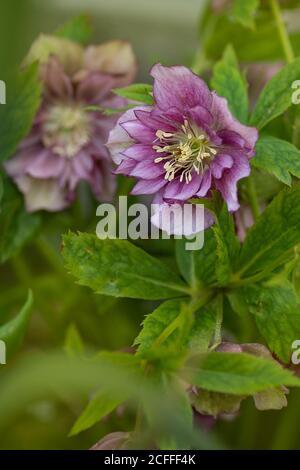 Hellebore Double Ellen Picotee. Fleur rose-violet Hellebore Double Ellen Picotee. Banque D'Images