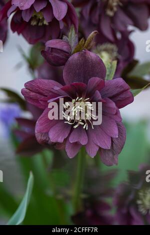 Helleborus double ellen bloom. Hellebore pousse dans le jardin. Hellebore Double Ellen Violet Banque D'Images