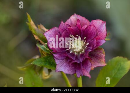 Hellebore Double Ellen Picotee. Fleur rose-violet Hellebore Double Ellen Picotee. Banque D'Images