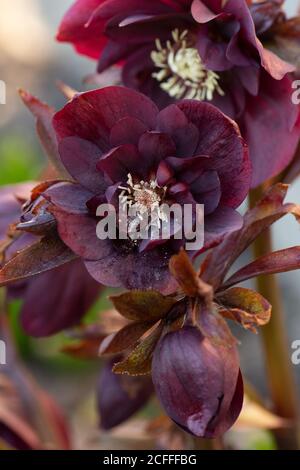 Helleborus double ellen bloom. Hellebore pousse dans le jardin. Hellebore Double Ellen Violet Banque D'Images