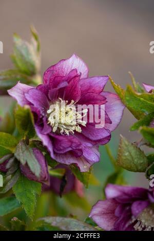 Hellebore pousse dans le jardin. Helleborus Prince Double Rouge. Banque D'Images