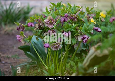 Hellebore pousse dans le jardin. Helleborus Double hybrides Red Promise. Banque D'Images