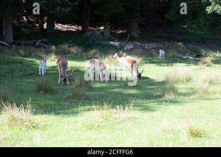 Sevenoaks, Kent, UK5 septembre 2020, des gens qui font leur exercice quotidien sous le soleil glorieux de la Knole, Sevenoaks. Les gens marchent souvent à travers le parc en espérant voir des troupeaux de sika sauvage et de cerf de jachère qui y vivent. C'est un endroit idéal pour marcher, courir ou pique-niquer en se rappelant de suivre les règles de distanciation sociale.Credit: Keith Larby/Alamy Live News Banque D'Images