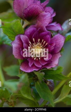 Hellébore fleur rose pourpre Double Ellen Rose repéré avec des taches sur le pétale. Helleborus double ellen bloom. Banque D'Images