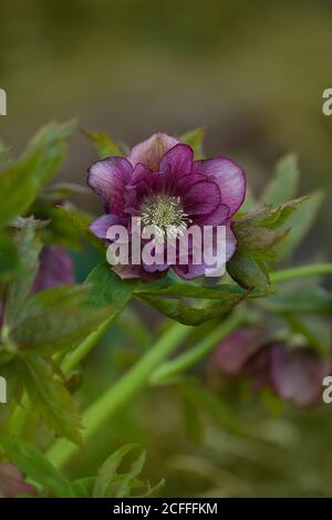 Hellebore pousse dans le jardin. Helleborus Prince Double Rouge. Banque D'Images