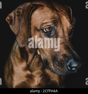 Gros plan museau de calme pedicused brun Rhodesian Ridgeback chien sur arrière-plan noir Banque D'Images