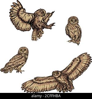 hibou, oiseau, image, graphiques, couleur, noir, illustration, design, symbole, isolé, dessin, art, tête, ailes, vol, vecteur, oiseau de proie, plumes Illustration de Vecteur