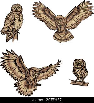 hibou, oiseau, image, graphiques, couleur, noir, illustration, design, symbole, isolé, dessin, art, tête, ailes, vol, vecteur, oiseau de proie, plumes Illustration de Vecteur
