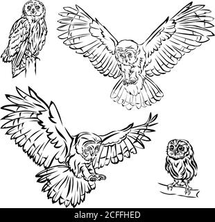 hibou, oiseau, image, graphiques, couleur, noir, illustration, design, symbole, isolé, dessin, art, tête, ailes, vol, vecteur, oiseau de proie, plumes Illustration de Vecteur