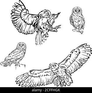 hibou, oiseau, image, graphiques, couleur, noir, illustration, design, symbole, isolé, dessin, art, tête, ailes, vol, vecteur, oiseau de proie, plumes Illustration de Vecteur