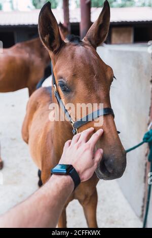Personne péting cheval châtaignier dans une écurie en bois Banque D'Images
