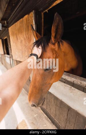 Personne péting cheval châtaignier dans une écurie en bois Banque D'Images