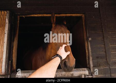 Personne péting cheval châtaignier dans une écurie en bois Banque D'Images