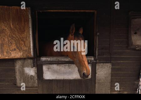 Tête de cheval calme et en bonne santé qui pointe de la fenêtre de décrochage à la ferme rurale Banque D'Images