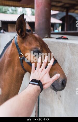 Personne péting cheval châtaignier dans une écurie en bois Banque D'Images