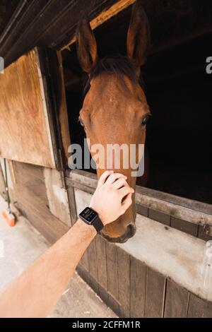 Personne péting cheval châtaignier dans une écurie en bois Banque D'Images