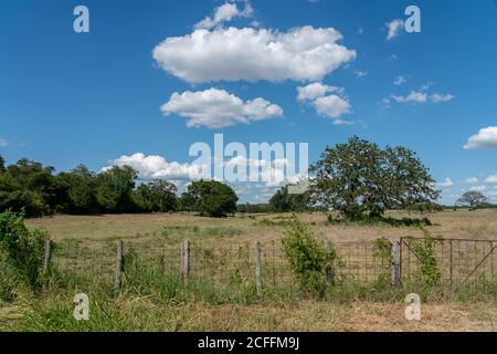 Vue panoramique du Texas Ranch avec des vaches sous l'arbre Et Clouds dans le ciel Banque D'Images