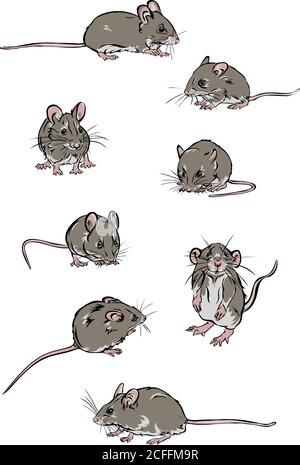 Souris, rat, diverses poses, mouvements et angles de figures, noir, silhouette, ensemble, vecteur, illustration, couleur, diverses poses, mouvements Illustration de Vecteur