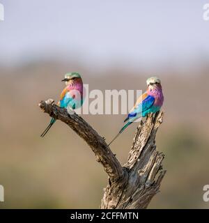 Couple de rouleurs lilas debout sur une bûche dans le parc national Kruger, Afrique du Sud ; famille de Coracias caudatus de Coraciidae Banque D'Images