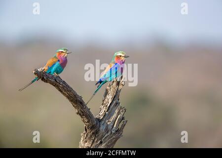 Couple de rouleurs lilas debout sur une bûche dans le parc national Kruger, Afrique du Sud ; famille de Coracias caudatus de Coraciidae Banque D'Images