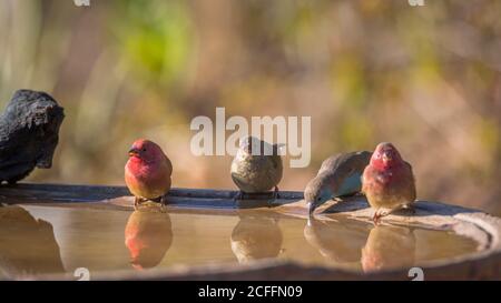 Firefinch à bec rouge et Cordonbleu à poitrine bleue dans l'étang d'eau du parc national Kruger, Afrique du Sud ; famille des espèces Lagonosticta senegala et Uraegi Banque D'Images