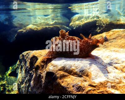 Photo sous l'eau sur un grand lièvre d'eau dans la mer Méditerranée (Aplysia punctata) Banque D'Images