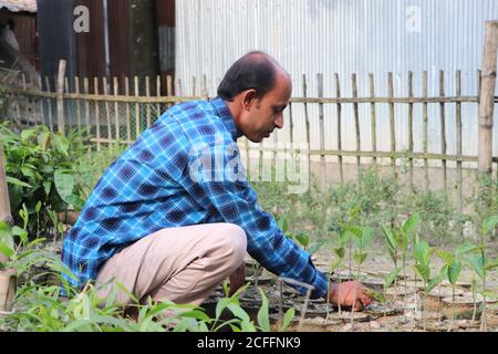 Homme asiatique occasionnel prenant soin de la croissance des plants de jackfruit à une pépinière Banque D'Images
