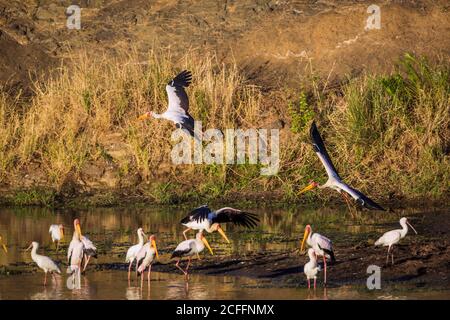 Troupeau de cigognes à bec jaune et de cuillerées africaines à l'aube dans le parc national Kruger, Afrique du Sud ; espèce Mycteria ibis et Platalea alba Banque D'Images