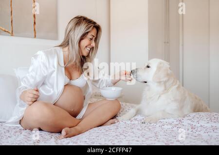 Contenu blonde femme enceinte assise sur le lit avec des jambes croisées Tenir un bol d'aliments pendant que le chien du Labrador place les pattes près et regarder le repas Banque D'Images