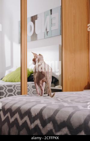 Vue arrière d'un chat Sphynx gris curieux debout sur le lit et vue sur le miroir dans la chambre Banque D'Images