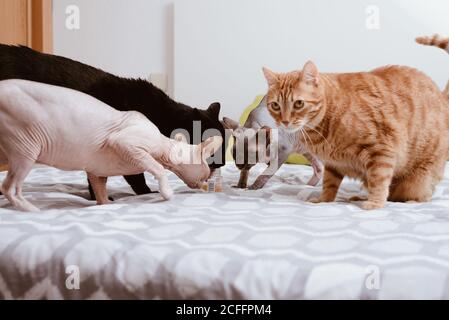 Groupe de chats curieux de différentes races et couleurs sniffing pot en verre placé sur le lit dans la chambre à coucher tout en alertant le gingembre chat à l'écart Banque D'Images