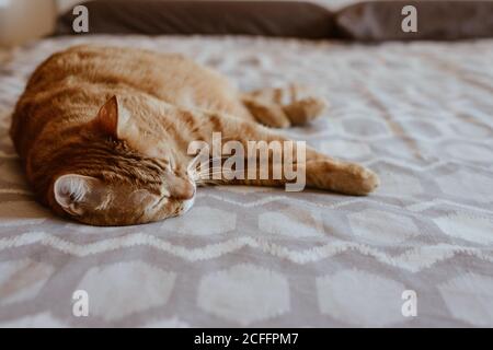 Joli chat de tabac au gingembre moelleux dormant paisiblement sur un lit confortable dans la chambre Banque D'Images