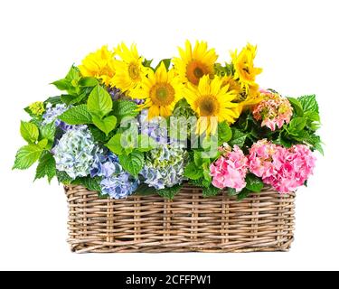 Tournesols et fleurs d'hortensia isolées sur fond blanc Banque D'Images