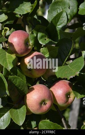 Pommes rouges sur fond de feuilles vertes sur un arbre. Banque D'Images