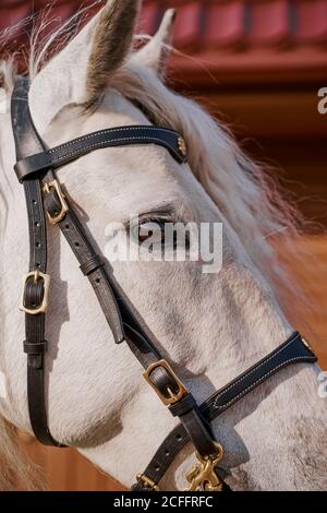 Visage de cheval gris avec des yeux sains sur le rebord Banque D'Images
