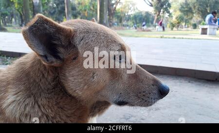 Chien bouleversé chiot comme étant couché dans le parc. Gros plan photo de chien. Banque D'Images